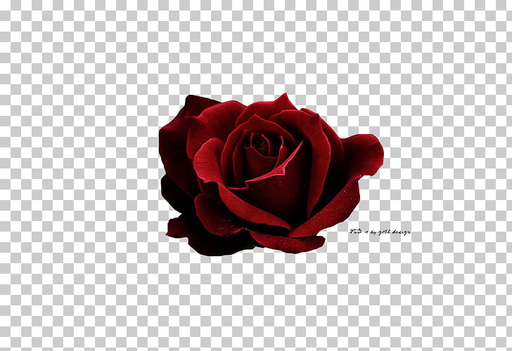 728x500 Rose Red Icon, Dark Red Roses, Red Rose Png Clipart Free