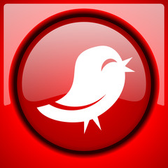 Search Photos Twitter Icon 240x240 Search Photos Twitter Icon