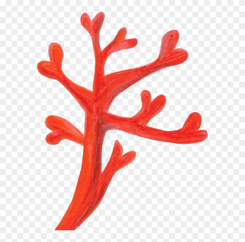 840x830 Red Coral Computer Icons Coral Reef Deep Water Coral