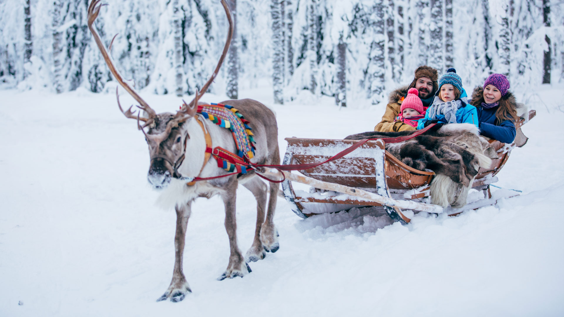 1920x1080 Reindeer Visit Lapland Tours Northern Lights Tours In Rovaniemi