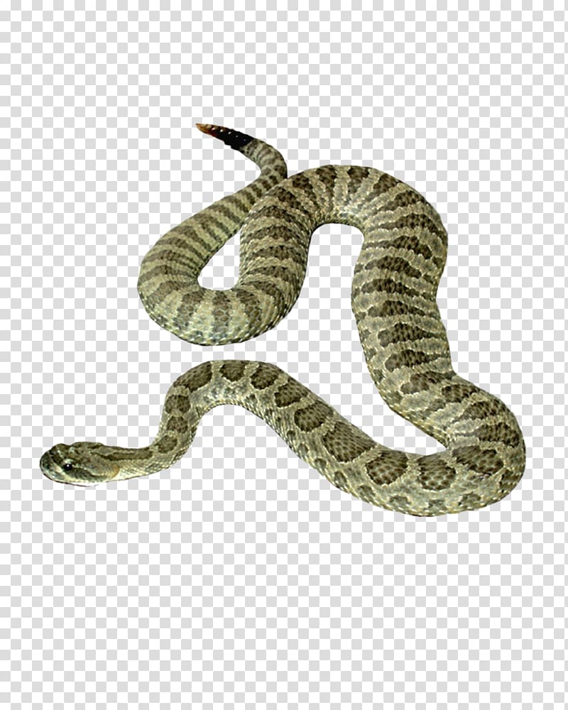 800x1000 Snake Icon, Snake Free Transparent Background Png Clipart Hiclipart