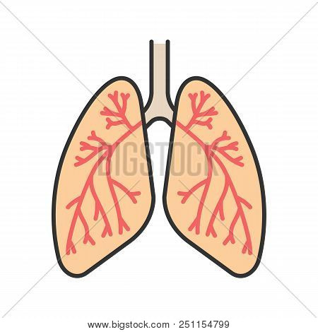 450x470 Human Lungs With Bronchi And Bronchioles Color Icon