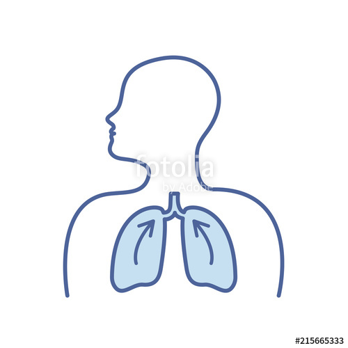 500x500 Human Respiratory System Lungs Anatomy Lungs Vector Icon Stock