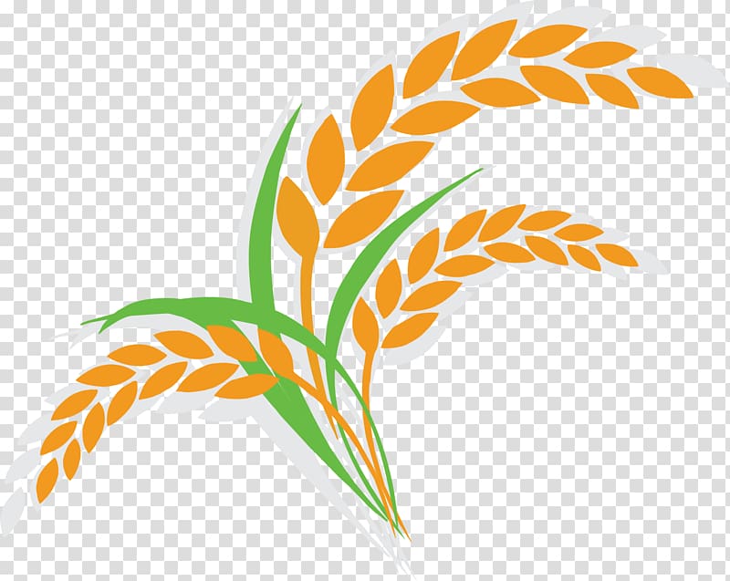 800x637 Orange And Green Plant Illustration, Oat Wheat Illustration