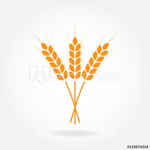 500x500 Wheat Ears Or Rice Icon Crop, Barley Or Rye Symbol Isolated