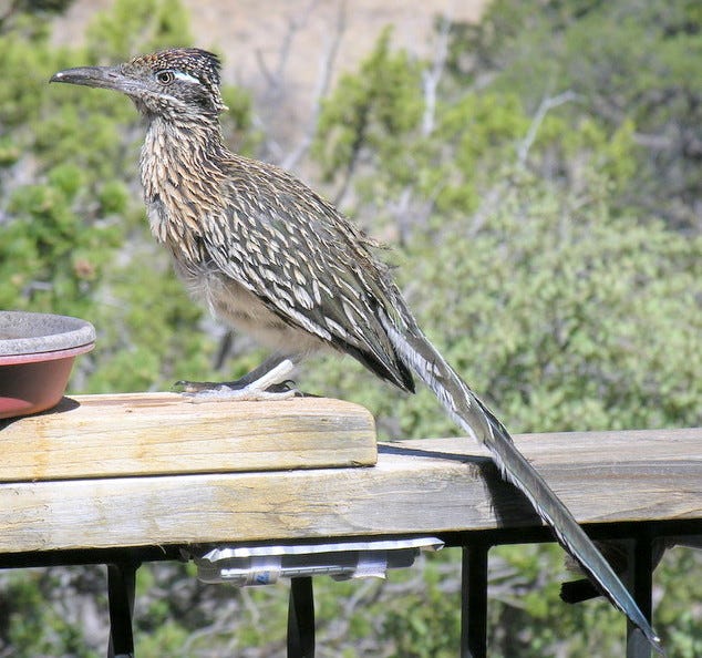 634x594 The Roadrunner, Western Icon And Wily Predator