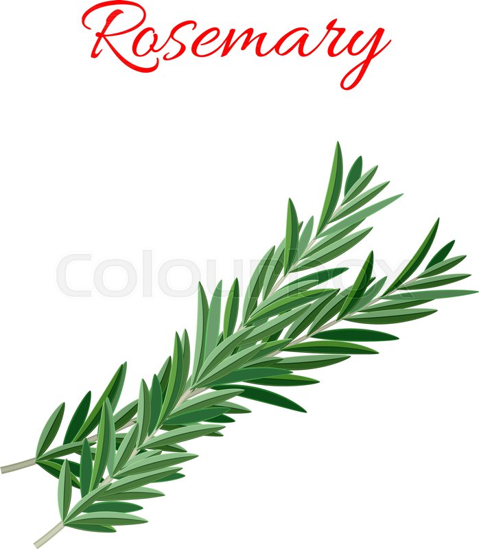 698x800 Rosemary Culinary Herb Branches Icon Stock Vector Colourbox