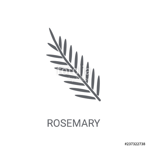 500x500 Rosemary Icon Trendy Rosemary Logo Concept On White Background
