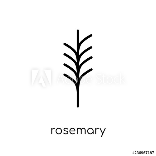 500x500 Rosemary Icon Trendy Modern Flat Linear Vector Rosemary Icon