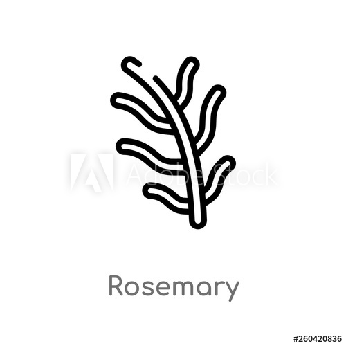 500x500 Outline Rosemary Vector Icon Isolated Black Simple Line Element