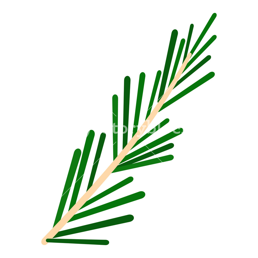 1000x1000 Green Rosemary Twig Icon Flat Isolated On White Background Vector