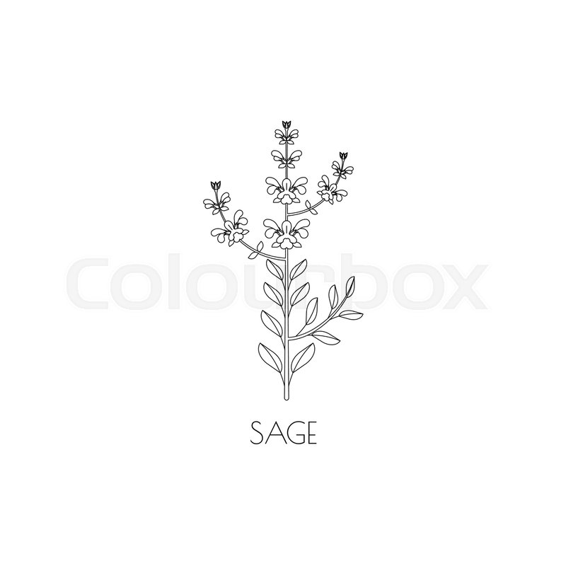 800x800 Sage Medicinal Herb, Contour Icon Stock Vector Colourbox