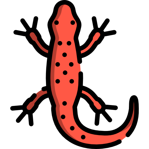512x512 Salamander