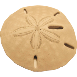 256x256 Sand Dollar Icon