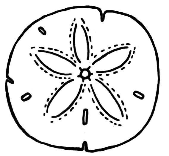 568x522 Sand Dollar Illustration