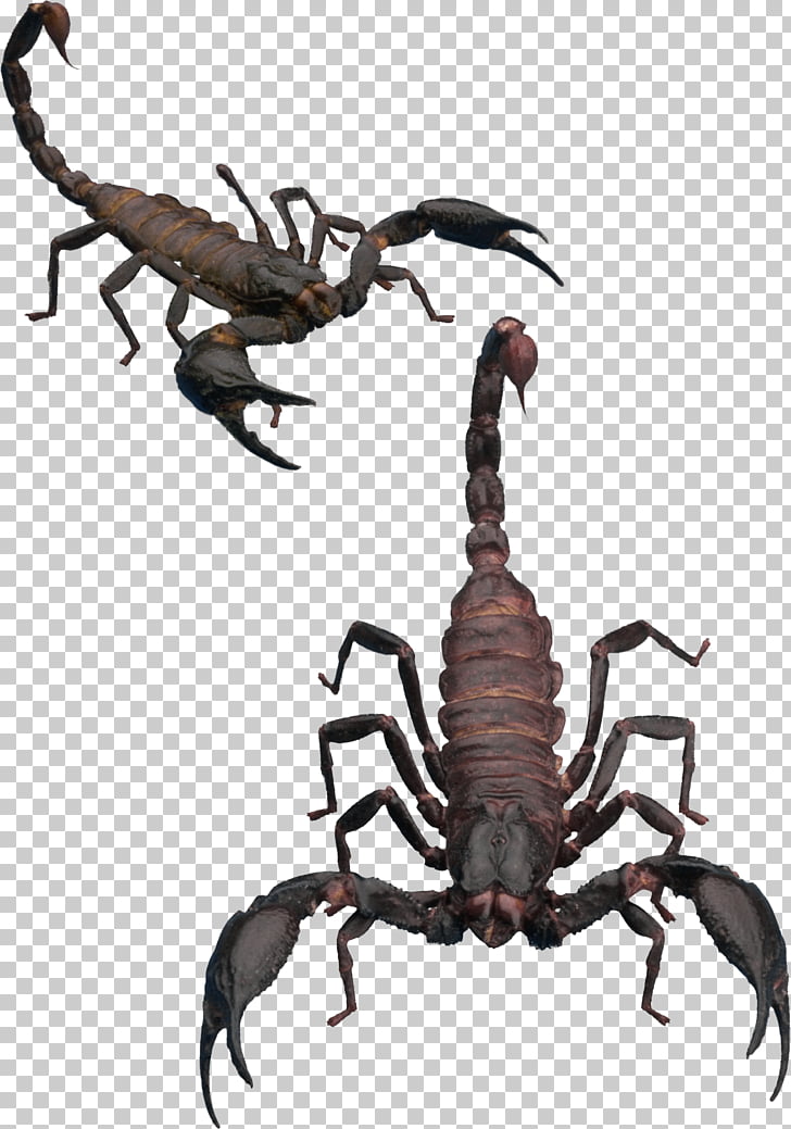 Scorpion Icon, Scorpion Png Clipart Free Cliparts Uihere 728x1039 Scorpion Icon, Scorpion Png Clipart Free Cliparts Uihere