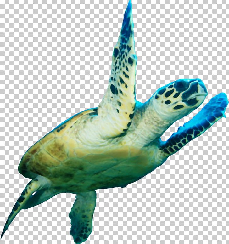 Loggerhead Sea Turtle Icon Png, Clipart, Download, Fauna, Fish 728x775 Loggerhead Sea Turtle Icon Png, Clipart, Download, Fauna, Fish