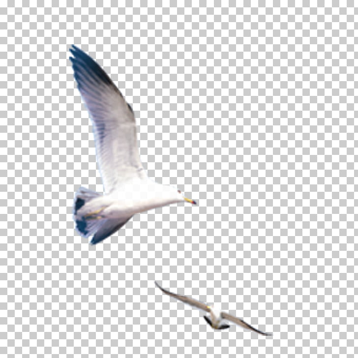 728x728 Icon, Seagull, Low Angle Photo Of Two White Birds Flying During