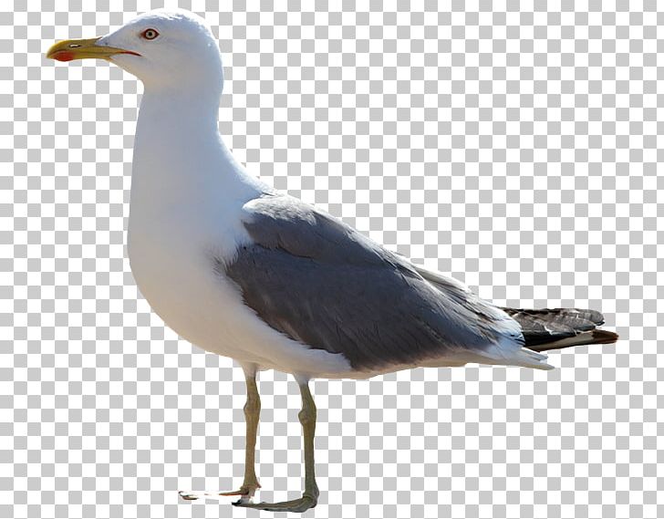 728x569 The Seagull Icon Png, Clipart, Animal, Animals, Beak, Bird