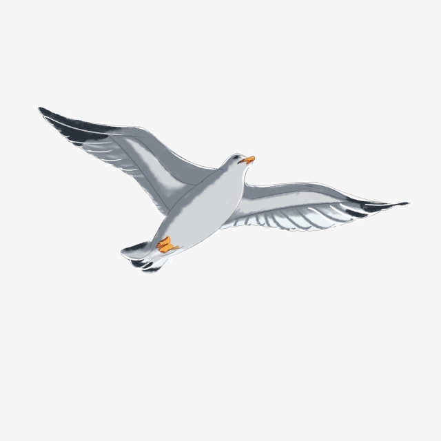 640x640 Seagull Bird Gray White Hand Drawn Small Fresh Icon Design Element