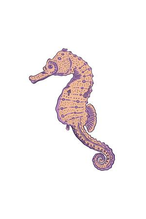 300x450 Seahorse