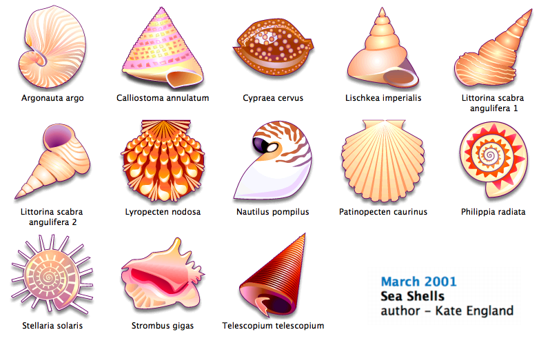 798x497 Seashell Icons
