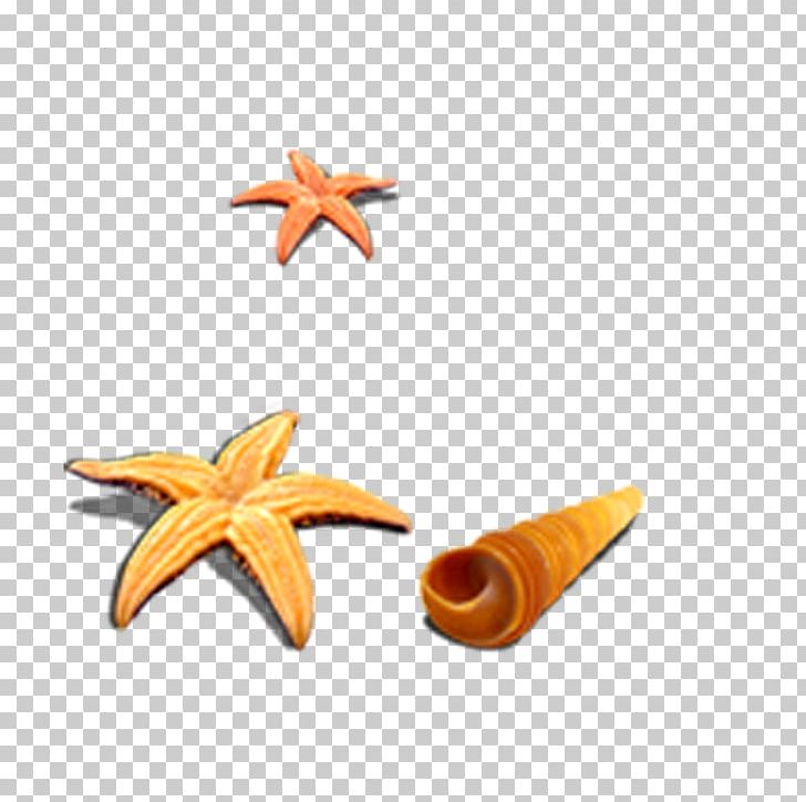 728x724 Starfish Shell Beach Seashell Icon Png, Clipart, Animals, Beach