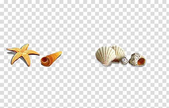 640x410 Seashell Icon, Shell Transparent Background Png Clipart Hiclipart