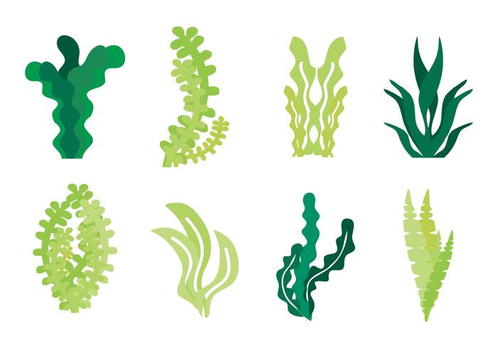 700x490 Seaweed Icons Vector