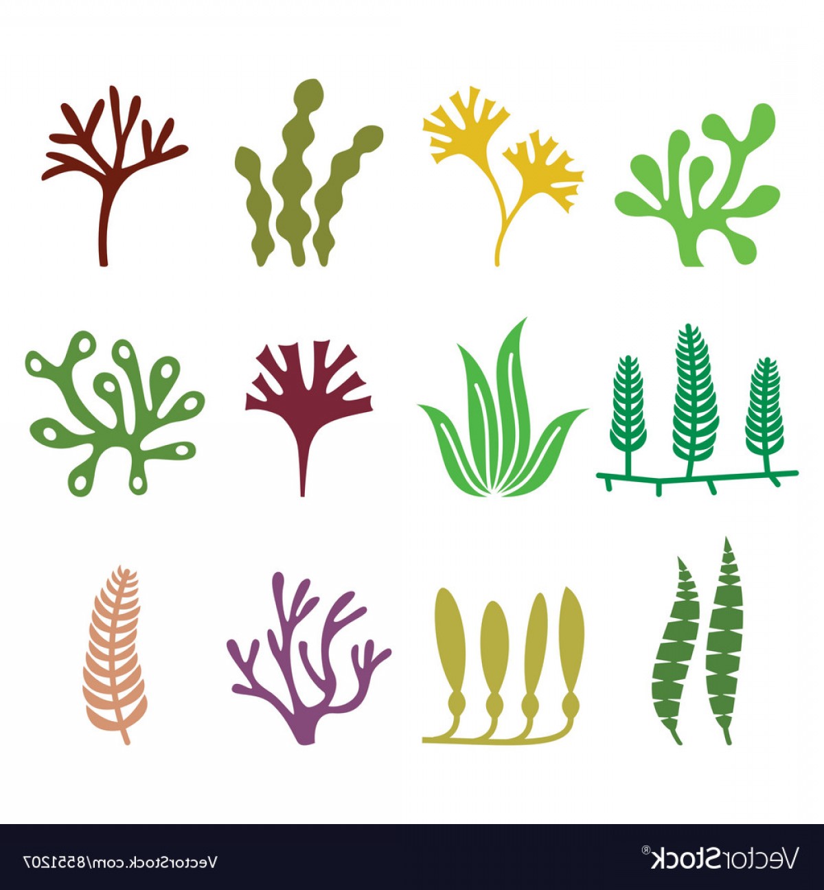 1200x1296 Seaweed Vector Soidergi