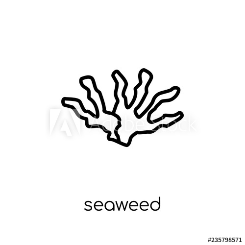 500x500 Seaweed Icon Trendy Modern Flat Linear Vector Seaweed Icon