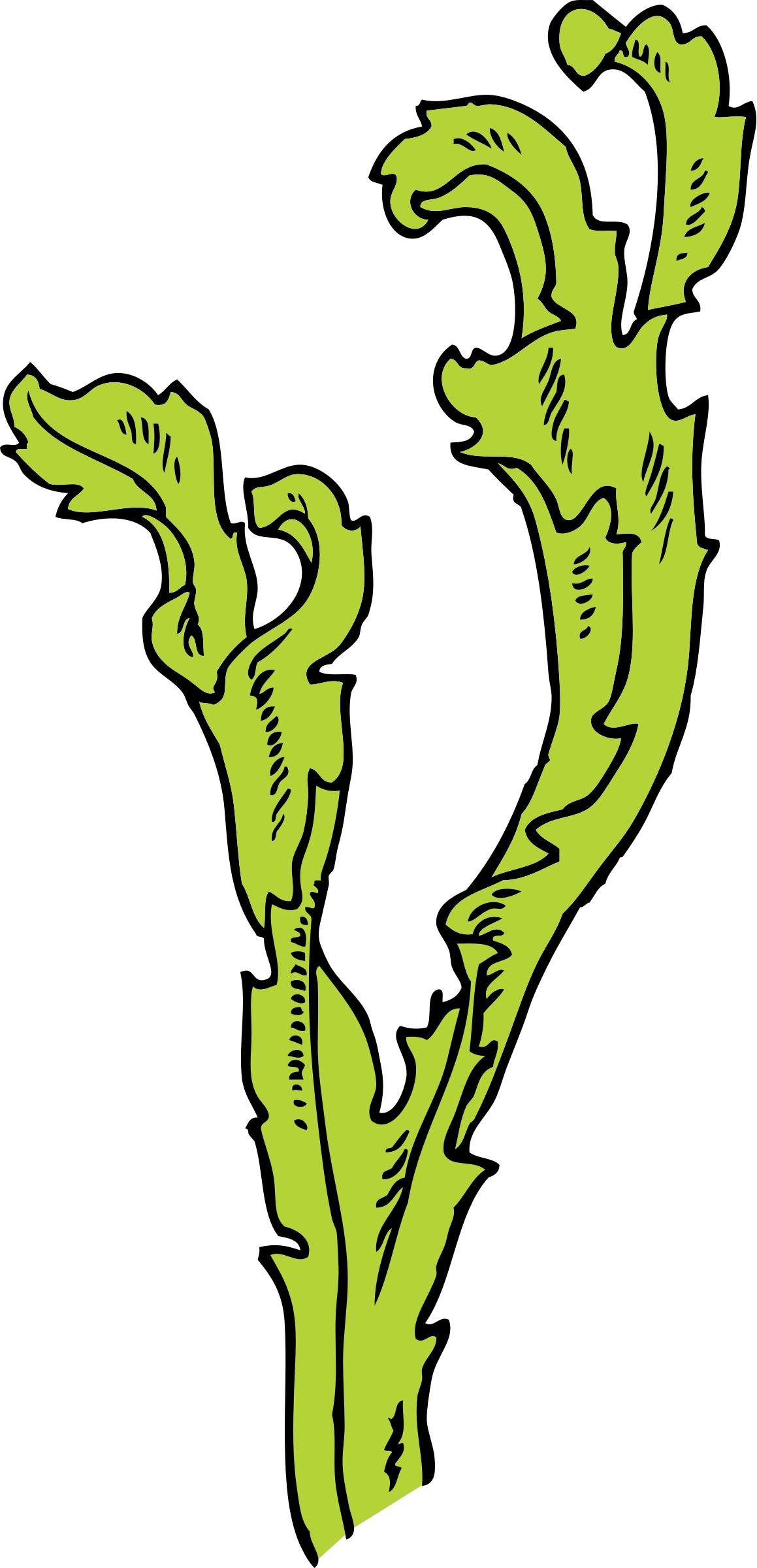 1159x2400 Seaweed Icons Png