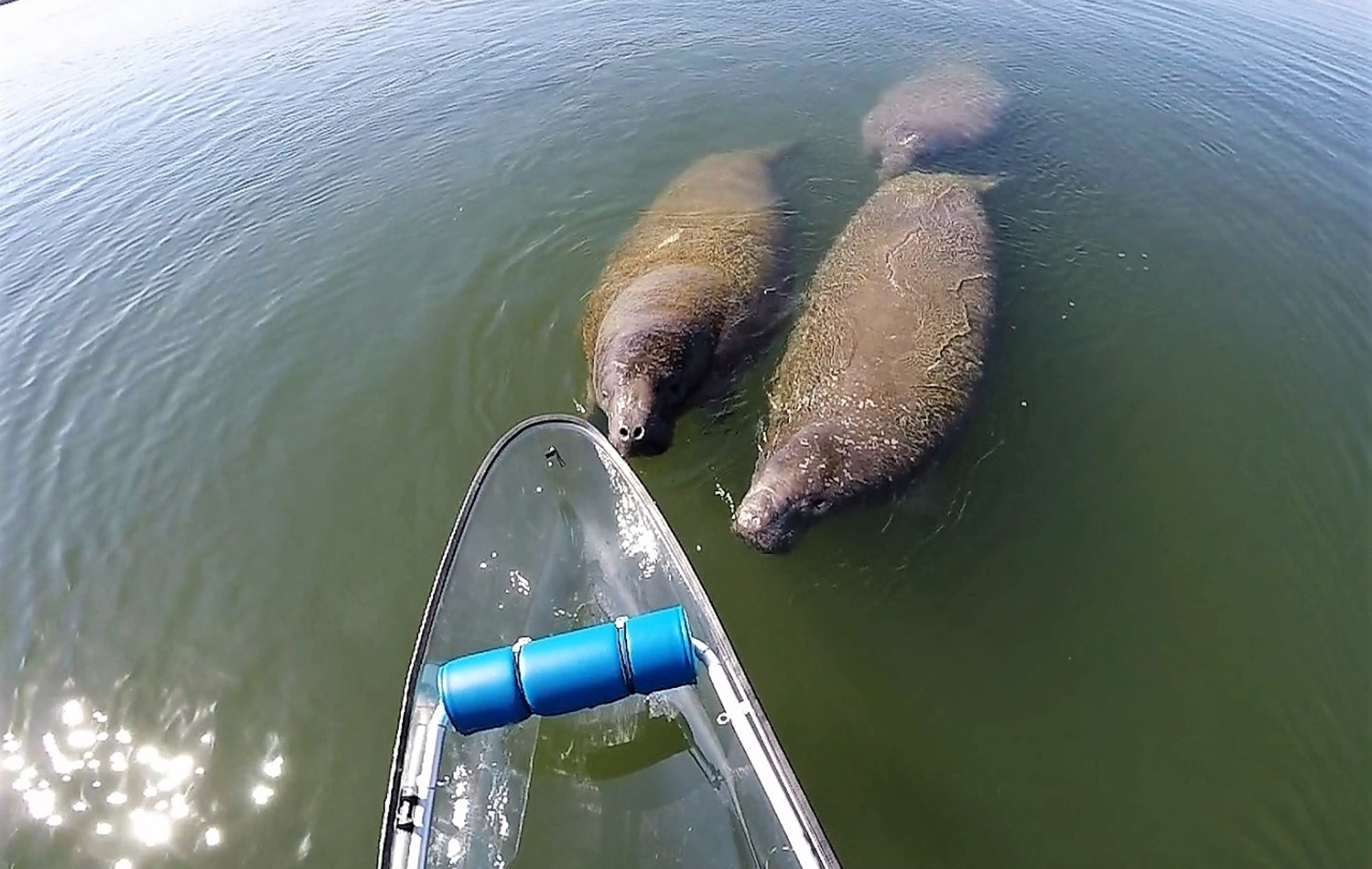 1895x1200 Really Cool Videos Of The See Through Canoe Wildlife Encounters