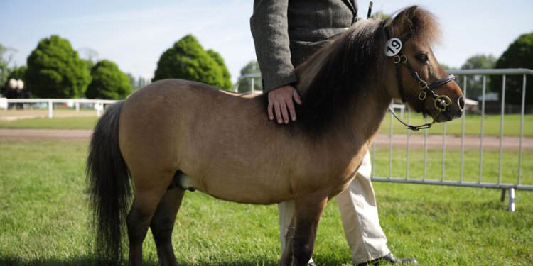 750x375 Southwest Airlines Allows Mini Horses In Service Animal Policy