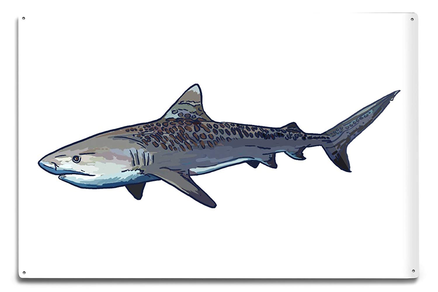 1500x1000 Lantern Press Tiger Shark