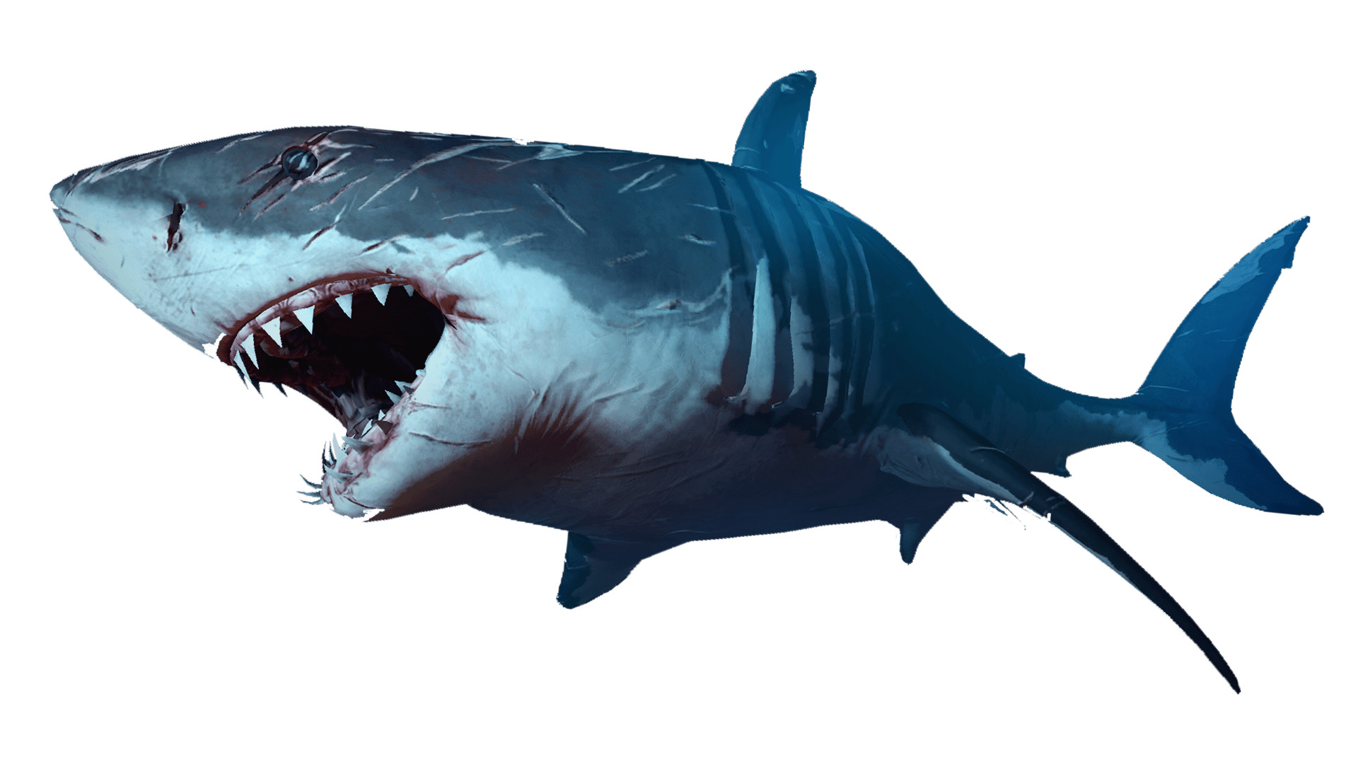 1920x1080 Shark Icons Png