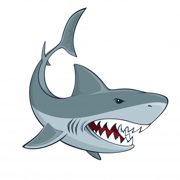 626x626 Shark Vectors, Photos And Free Download