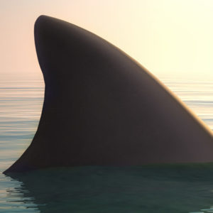 300x300 Conservation Icons Dr John Mccosker, Great White Sharks