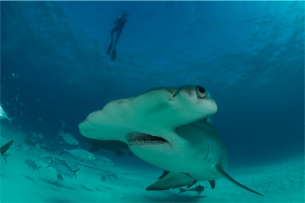 600x400 Realscreen Archive Extra Icon Studios Gets Shark Week