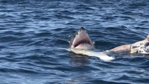 625x352 Watch Great White Shark Feasts On Whale Carcass Off Massachusetts
