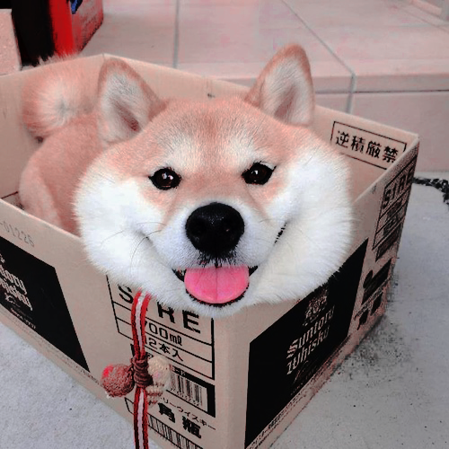 500x500 Pin On Dogs And Shiz