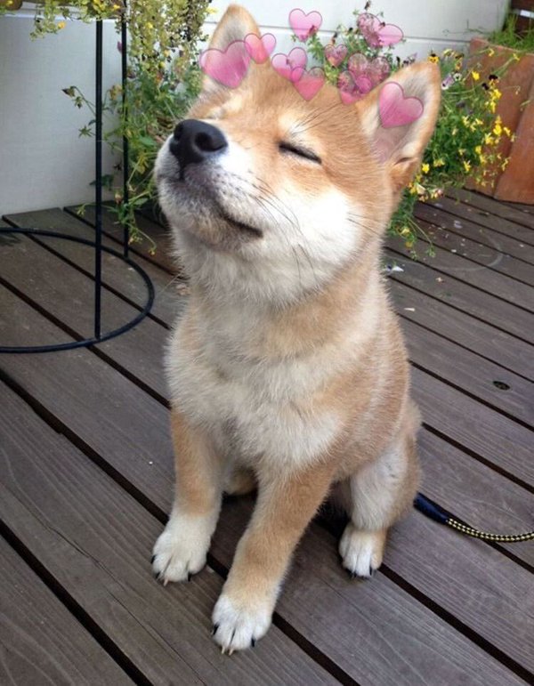 600x771 Shiba Inu Icon