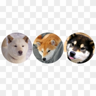 320x320 Shiba Inu Png Transparent For Free Download