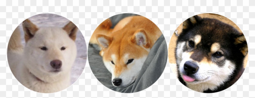 840x323 Shiba Inu Png