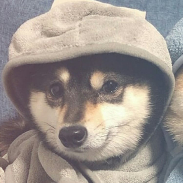 750x750 Shibes Pt Owowowo Uploaded