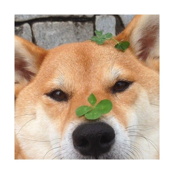 600x600 The Voyager Liked On Polyvore Featuring Pictures, Pics, Animals