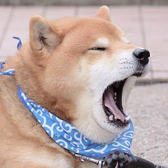 240x240 Cute Icons Purity Cute Icons, Cute Animals, Shiba Inu