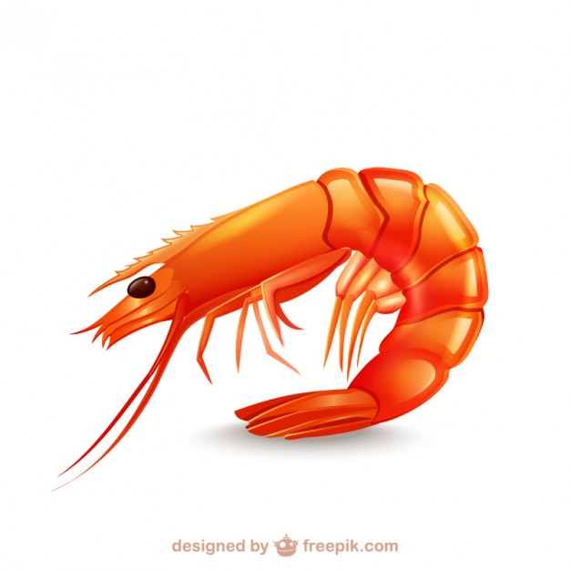 626x626 Shrimp Icon Vector Free Download