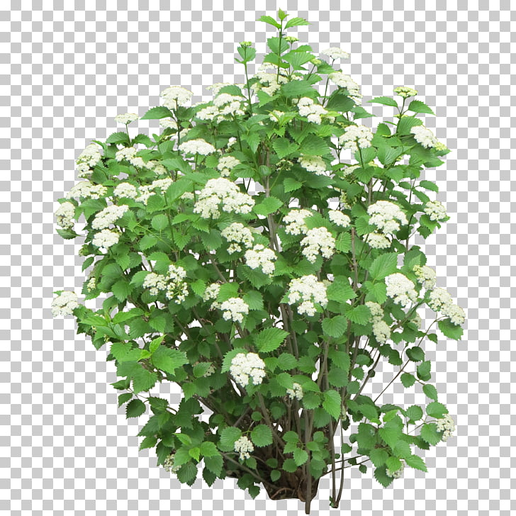 728x728 Shrub Icon, Bushes White Petaled Flowers In Bloom Png Clipart