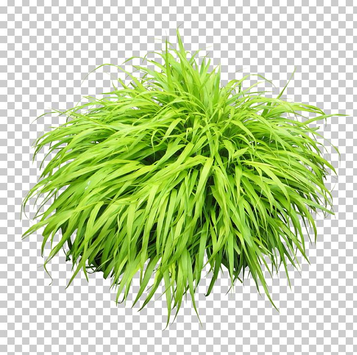 728x724 Shrub Icon Png, Clipart, Bitmap, Bush, Bushes, Bush Plant